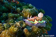 Chromodoris coi-Binongky island Wall fish-20m-20180527-Denis-ADER-DSC_1181_tn